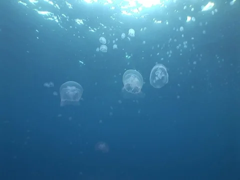 Jellyfish in open water 스톡 동영상 98469865