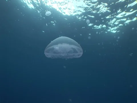 Jellyfish in open water Stock Footage 98469964