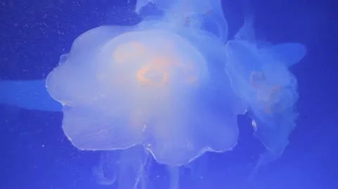 Jellyfish Over Blue Stock Footage