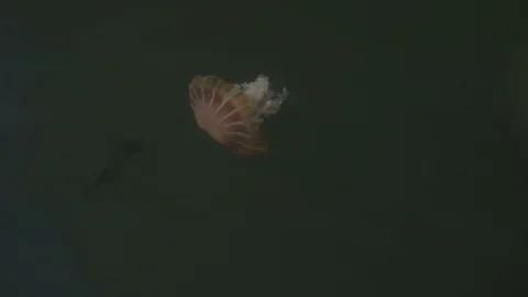 Jellyfish in the Pacific Ocean 스톡 동영상 103283225