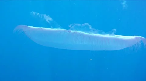 Jellyfish Pan Around Stock Footage 8913892