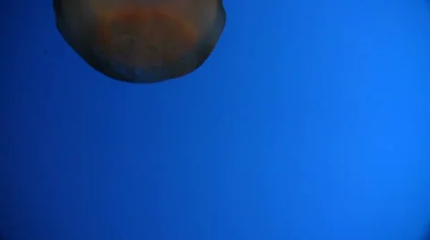 Jellyfish parade Stock Footage 10879014