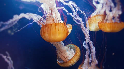 Jellyfish on parade Stock Footage 33759172