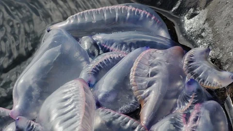 Jellyfish pest Stock Footage 116086738