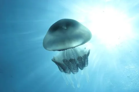 Jellyfish Stock Photos