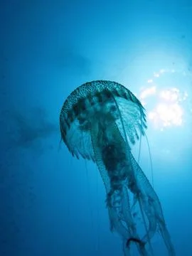 Jellyfish Stock Photos