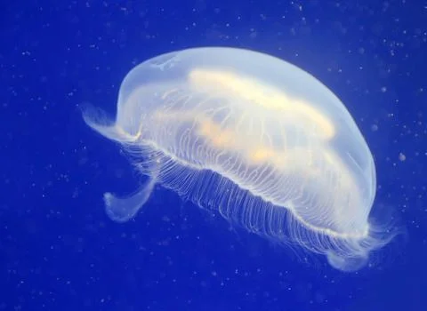 Jellyfish Stock Photos