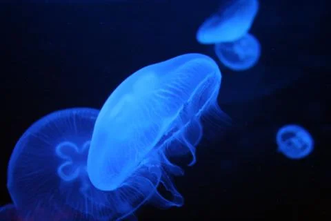 Jellyfish Stock Photos