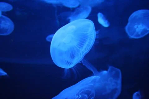 Jellyfish Stock Photos