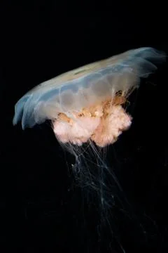 Jellyfish Stock Photos
