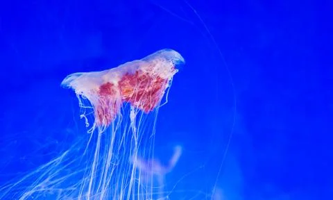 Jellyfish Stock Photos