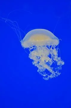 Jellyfish Stock Photos