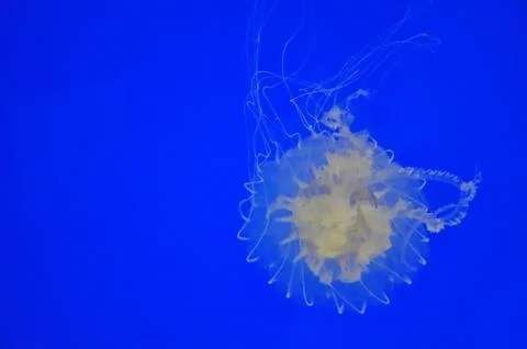 Jellyfish Stock Photos