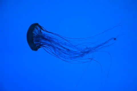 Jellyfish Stock Photos