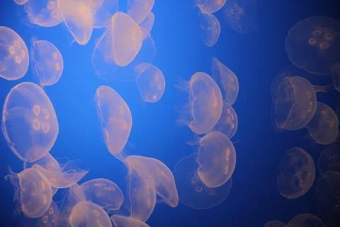 Jellyfish 库存照片