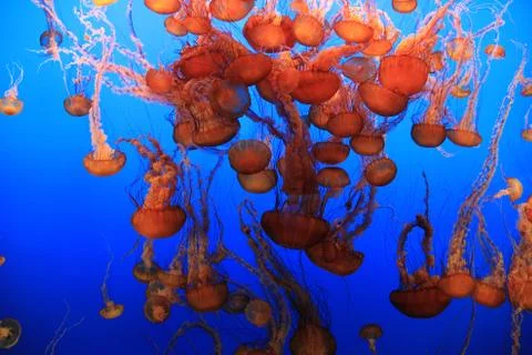 Jellyfish 库存照片