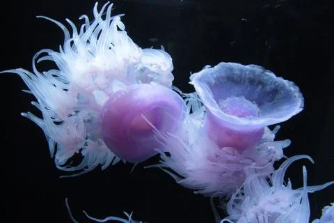 Jellyfish 库存照片