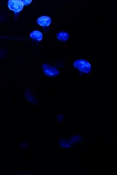 Jellyfish Stock Photos