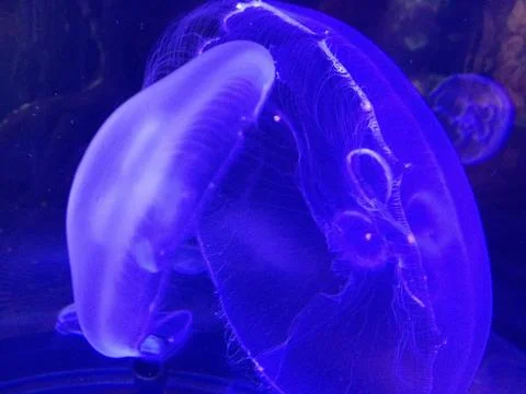 Jellyfish Stock Photos