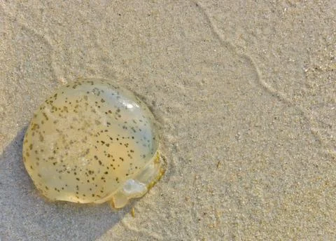 Jellyfish Stock Photos