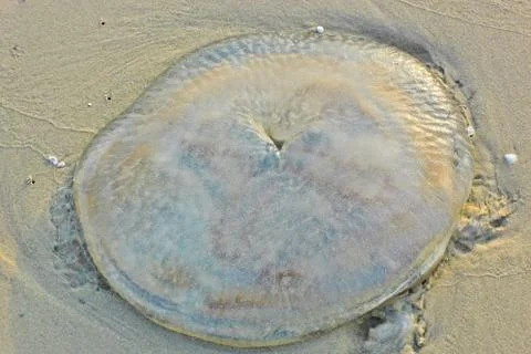 Jellyfish Stock Photos