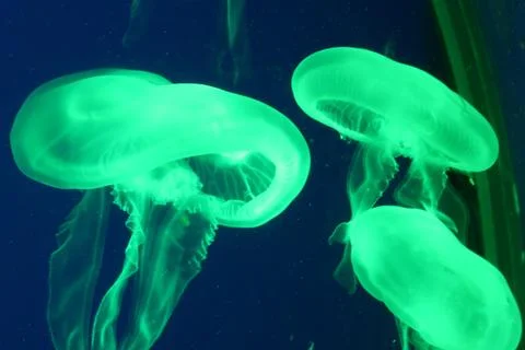 Jellyfish 写真素材