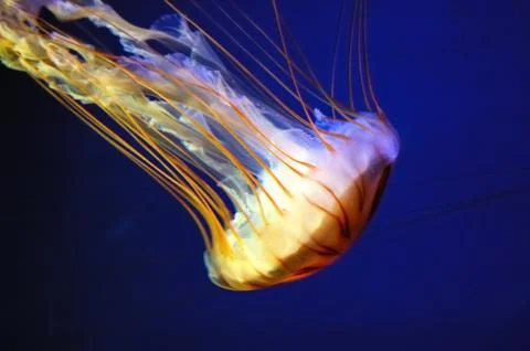 Jellyfish Stock Photos