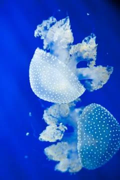 Jellyfish Stock Photos