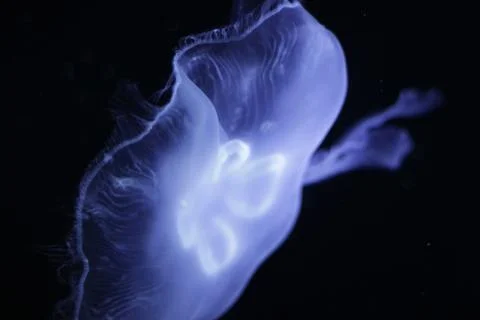 Jellyfish 写真素材