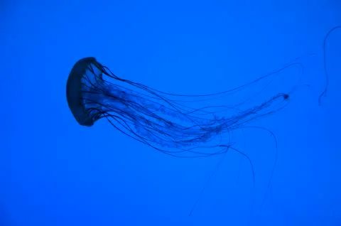 Jellyfish Stock Photos