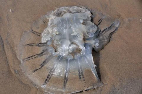 Jellyfish Stock Photos