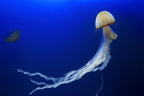 Jellyfish Stock Photos