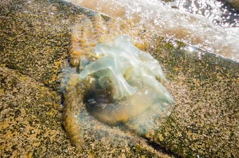 Jellyfish Stock Photos