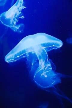 Jellyfish Stock Photos