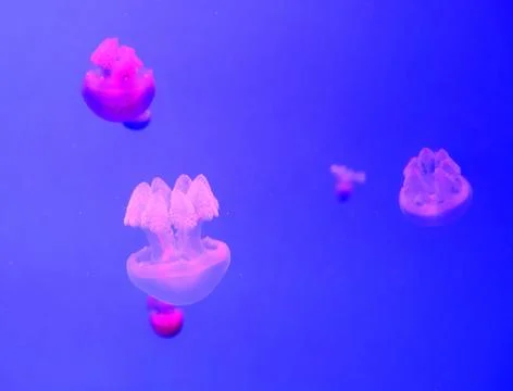 Jellyfish Fotos Stock