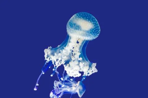 Jellyfish Stock Photos