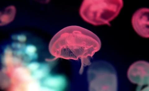 Jellyfish Stock Photos