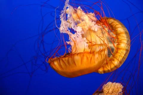Jellyfish Stock Photos