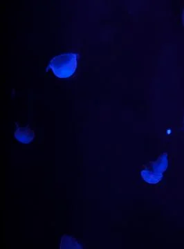 Jellyfish Stock Photos