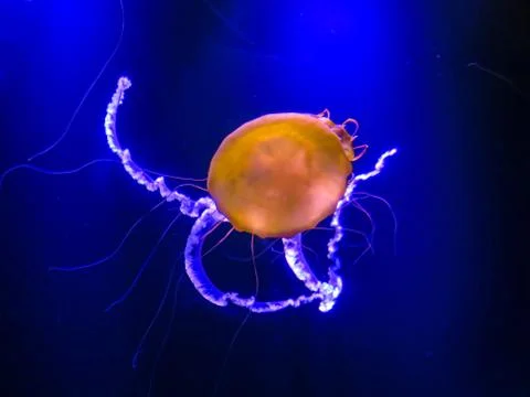 Jellyfish Stock Photos