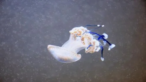 Jellyfish Stock Photos