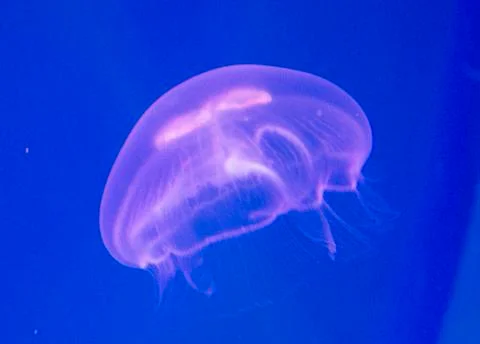 Jellyfish Stock Photos