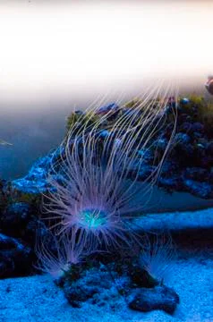Jellyfish Foto stock
