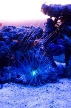 Jellyfish Stock Photos
