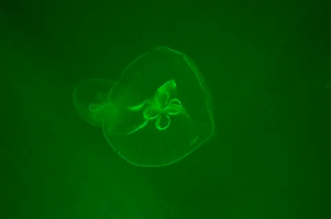 Jellyfish Stock Photos
