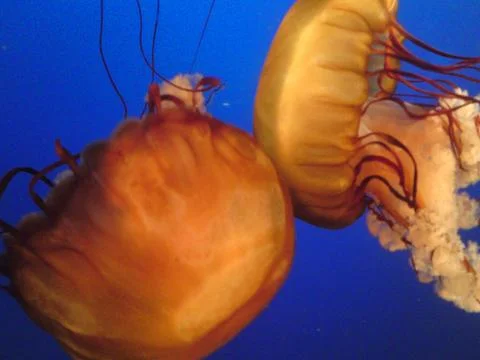 Jellyfish Stockfoto's