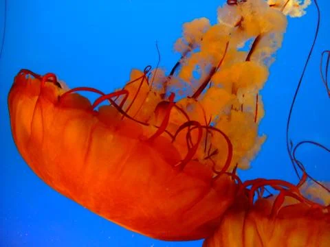 Jellyfish Stockfoto's