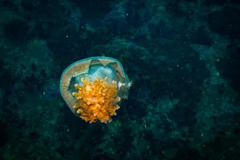 Jellyfish Stock Photos