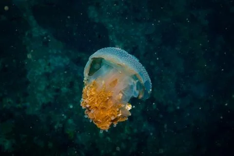 Jellyfish Stock Photos