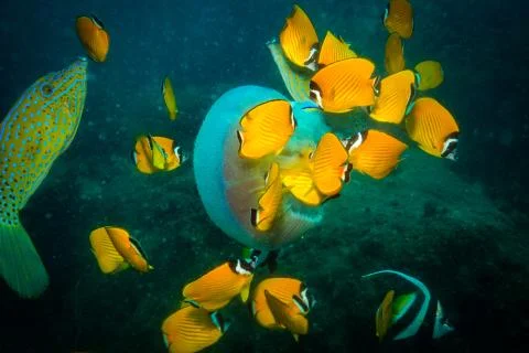 Jellyfish Stock Photos